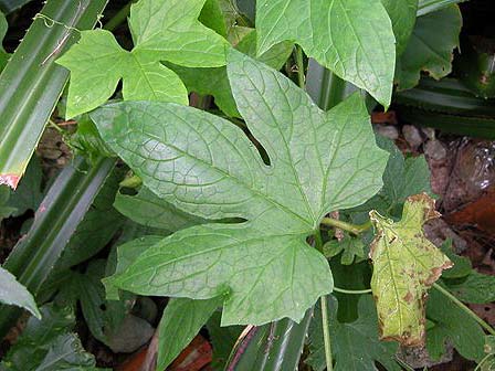 琉球列島の植物 ウリ科