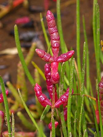 北海道の植物 アカザ科